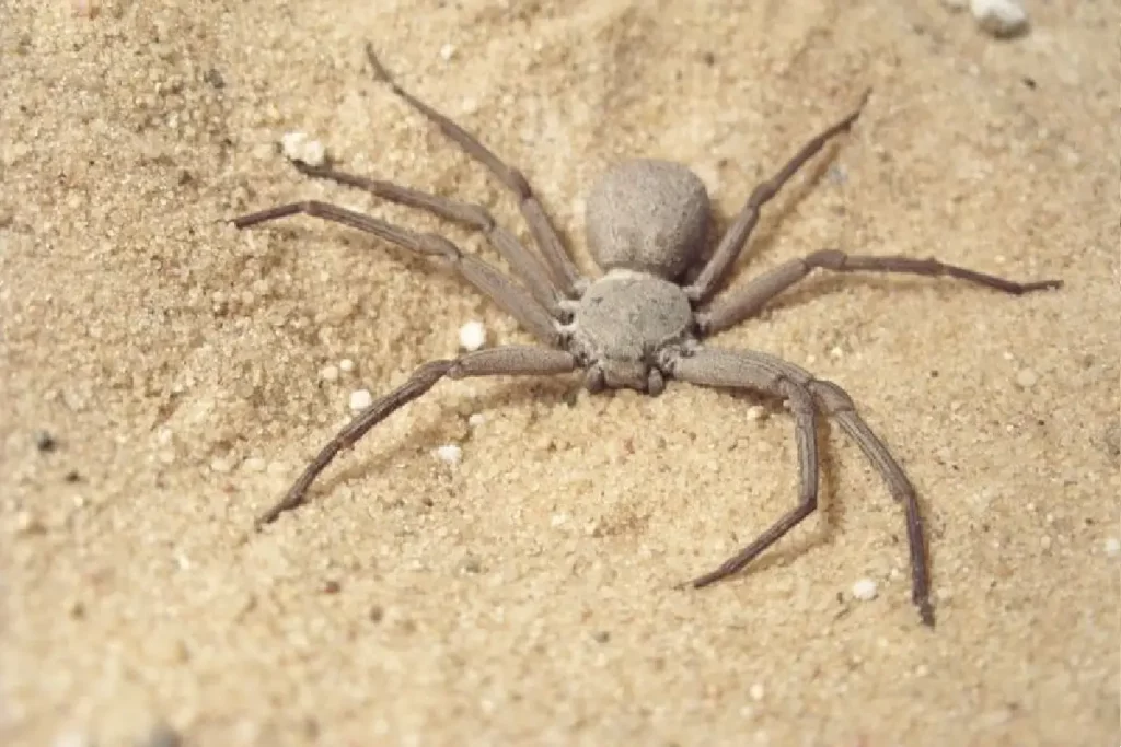 عنكبوت الرمل ذو الست أعين