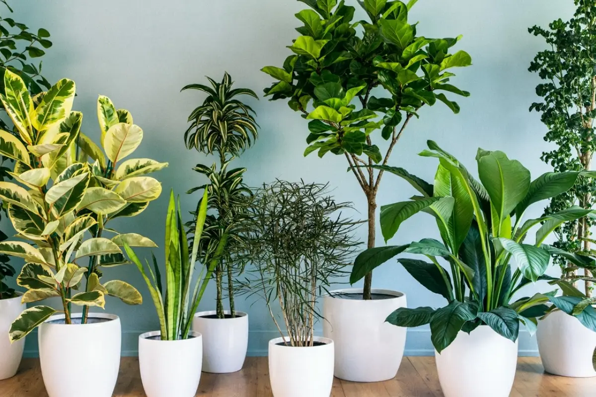 أفضل 10 من نباتات يمكن زراعتها في المنزل
