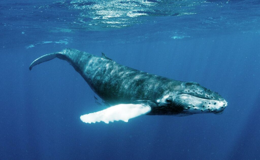 الحوت الأحدب من أنواع الحيتان البالينية