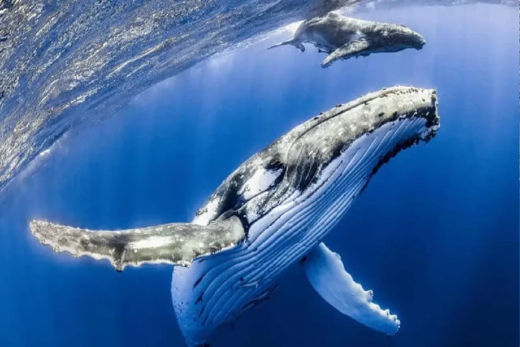 الحوت الأزرق من أنواع الحيتان البالينية