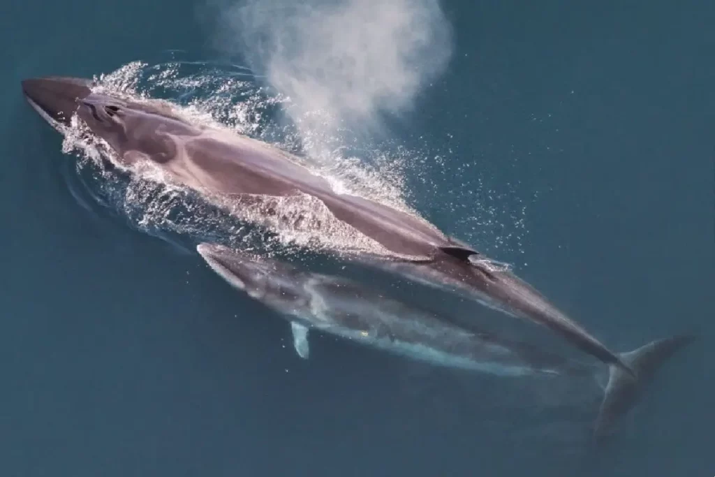حيتان ساي أسرع أنواع الحيتان