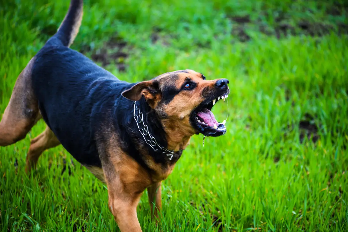 أخطر سلالات كلاب في العالم … تعرف على أخطر 10 كلاب
