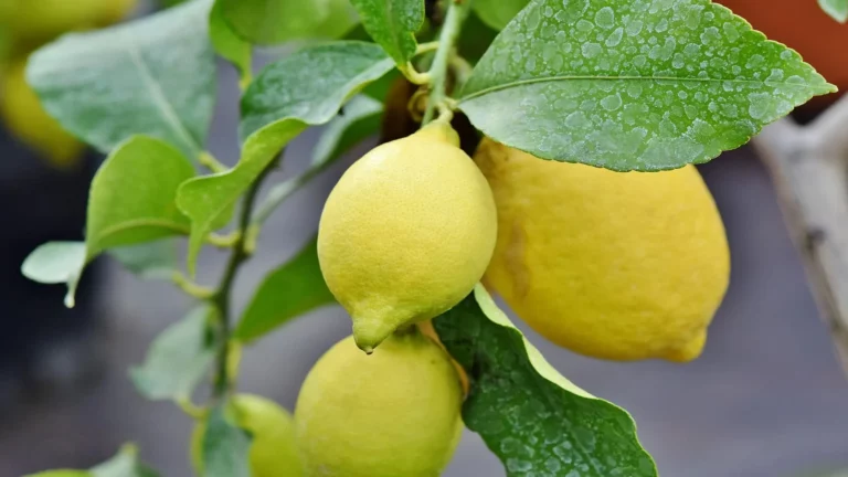 كيفية زراعة الليمون من البذرة في المنزل... خطوات سهلة وممتعة