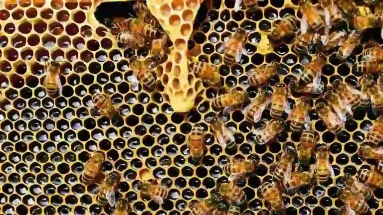 نحل ينتج العسل