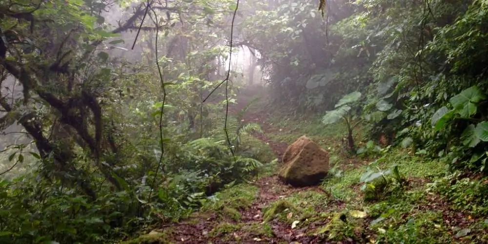 8 - محمية مونتفيردي كلاود فورست Monteverde Cloud Forest Reserve, Costa Rica - كوستاريكا