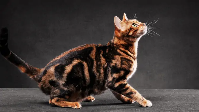 4 - القط البنغال Bengal cat